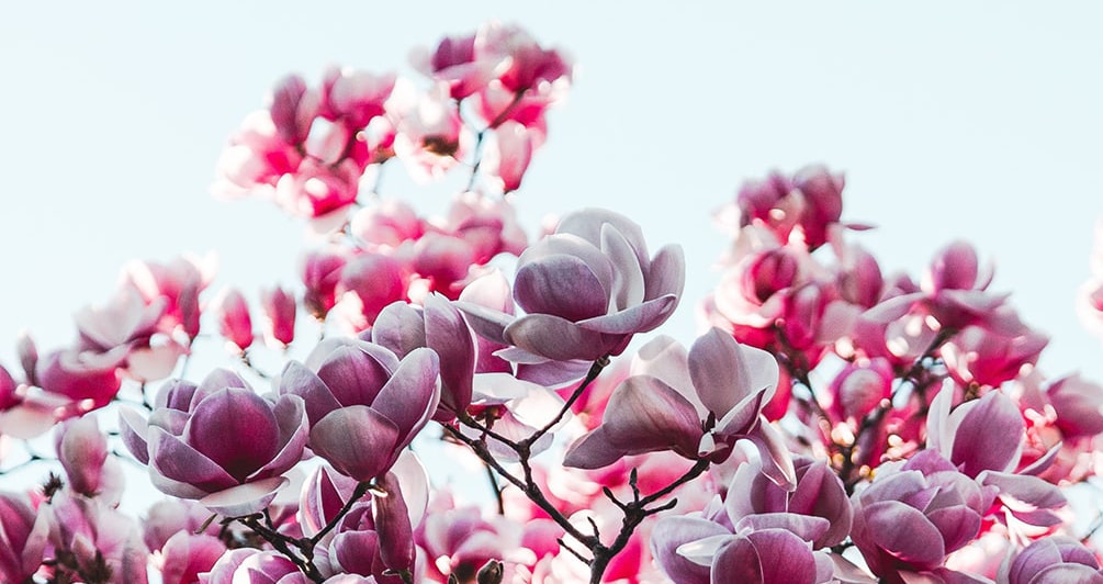 Auschnitt rosaweißer Magnolienblüten eines Baumes