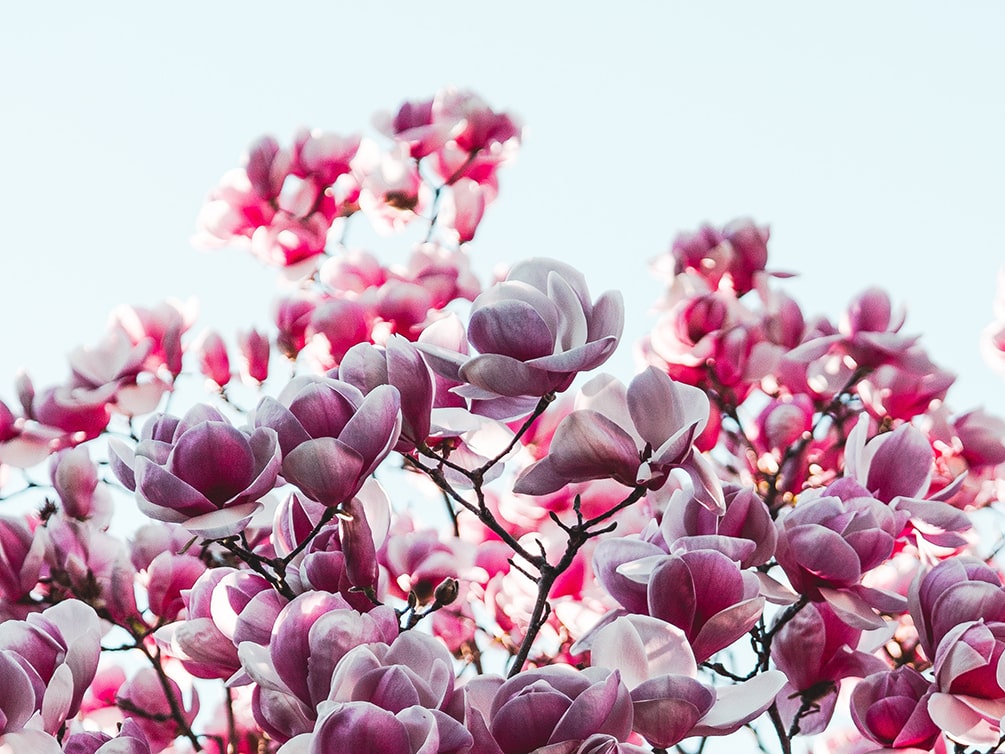 Auschnitt rosaweißer Magnolienblüten eines Baumes